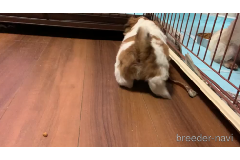 成約済の東京都のシーズー-157950の5枚目